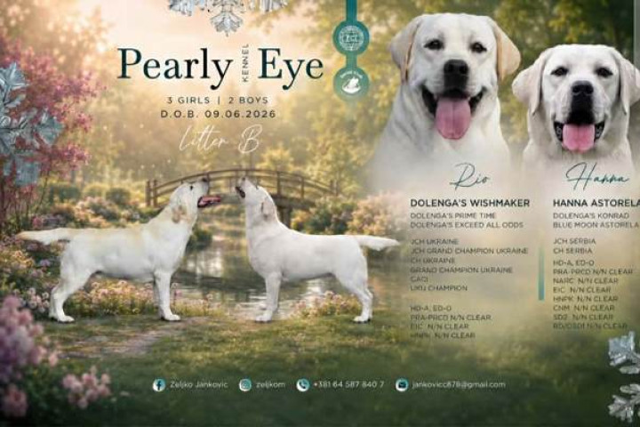Gyönyörű labrador retriever kölykök