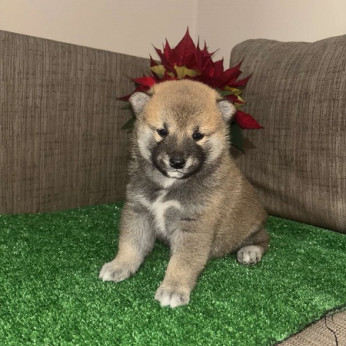 Shiba inu kölykök