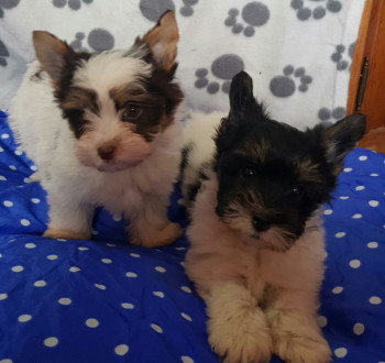 Biewer yorkshire yorki kisfiúk 2 x oltva gazdit keresnek!