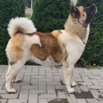 Amerikai akita kan kölykök