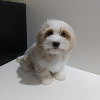 Havanese Bichon kiskutyák
