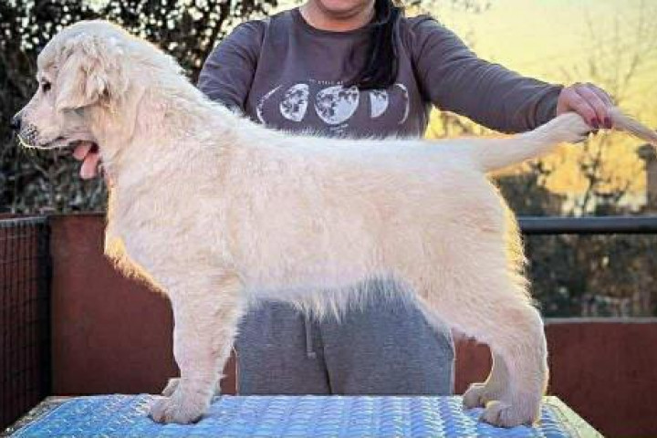 Arany retriever – kölyök