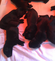 Labrador retriever kiskutyák