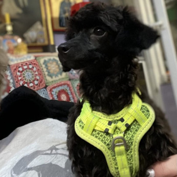 Toy Uszkár (Poodle) kölykök
