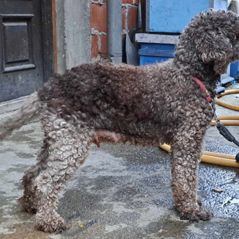 Lagotto Romagnolo kölykök