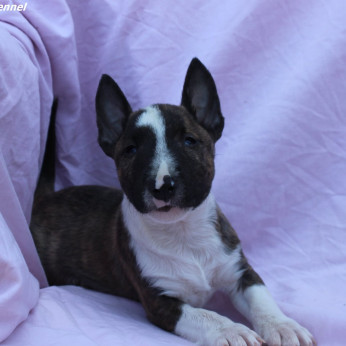 Mini Bull Terrier – Gyönyörű kölykök