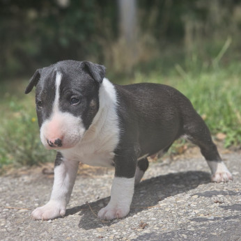 Eladó Miniatür bullterrier kiskutyák 06-20361-3778