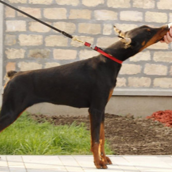 Doberman kiskutyák eladók
