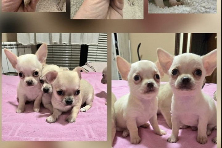 EXTRA mini csivava kölykök