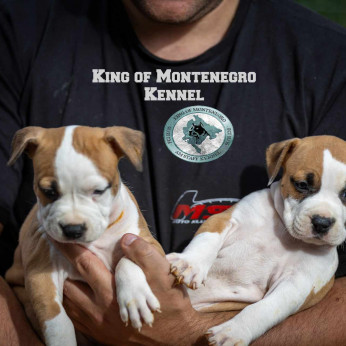 Amerikai Stafford terrier kölykök