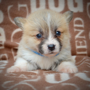 Welsh Corgi Pembroke kölykök