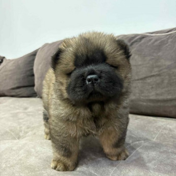 Fajtiszta CHOW-CHOW kölykök