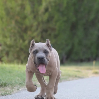 Cane Corso kölykök eladók