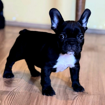 Franciai Bulldog – Kiváló kölyökkutyák