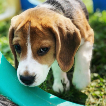 beagle kiskutyák eladók.