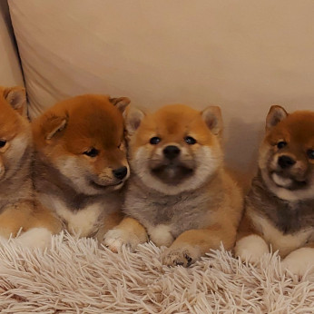 Shiba inu kölykök