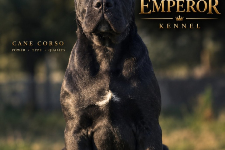 Cane Corso nőstény kölyök