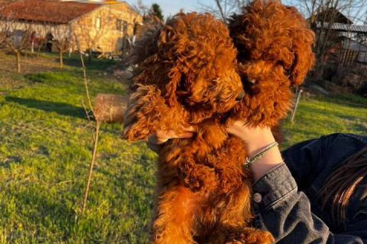 Vörös mini uszkárok