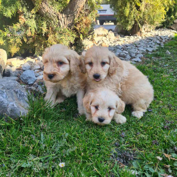 Goldendoodle kiskutyák eladók