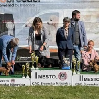 Drótszőrű tacskó kölykök