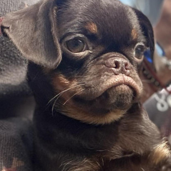 Petit Brabancon és Griffon kölykök