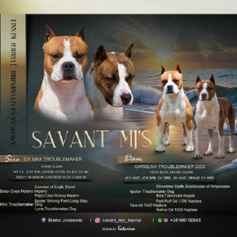 Amerikai Staffordshire Terrier, kiváló minőségű kölykök