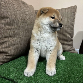 Champion származású Shiba inu kölykök