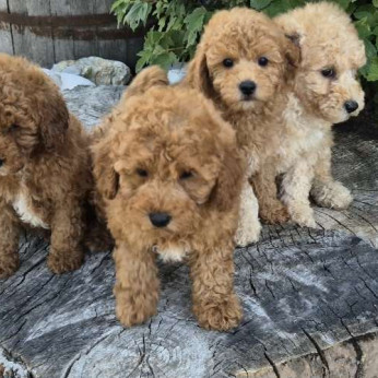 Uszkár és Maltipoo kölykök