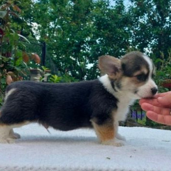 Walesi corgi pembroke kölykök