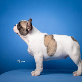 Francia bulldog kölykök