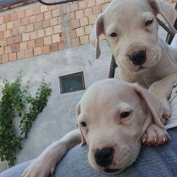 Dogo Argentino – Gyönyörű kölykök
