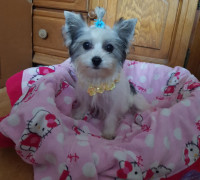 Biewer Yorki Yorkshire Terrier 4,5 hónapos kislány eladó!