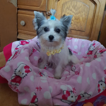 Biewer Yorki Yorkshire Terrier 4,5 hónapos kislány eladó!