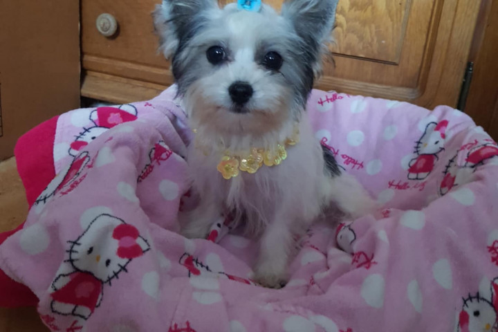 Biewer Yorki Yorkshire Terrier 4,5 hónapos kislány eladó!