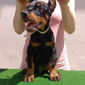 Doberman kiskutyák eladók