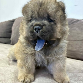 Fajtiszta CHOW-CHOW kölykök