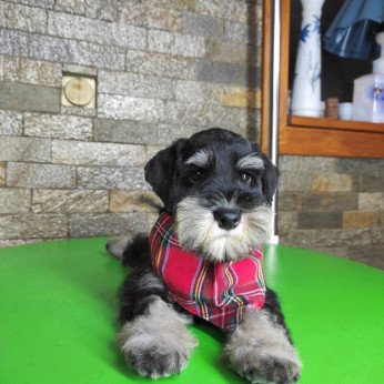 Miniatűr schnauzer GYÖNYÖRŰ kutyusok
