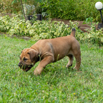 Dél-afrikai masztiff – Boerboel kiskutyák