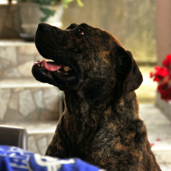 Dél-afrikai masztiff – Boerboel kiskutyák