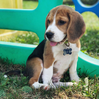 beagle kiskutyák eladók.