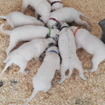 Damata anyától Argentin dog apától született tündéri kityusok