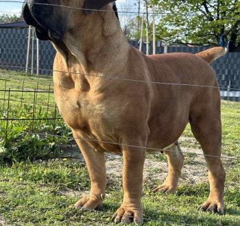 Dél-afrikai masztiff – Boerboel kölykök
