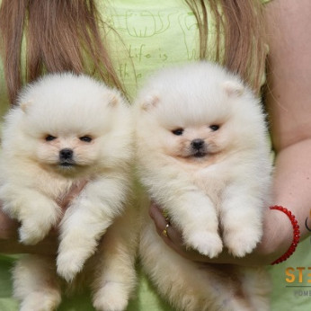 Pomeranian Boo kölykök, gyönyörű mackók