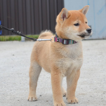 Shiba Inu kölykök