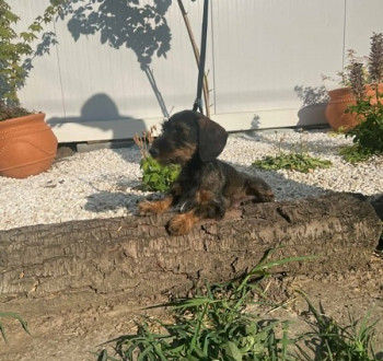Drótszőrű tacskó kölykök