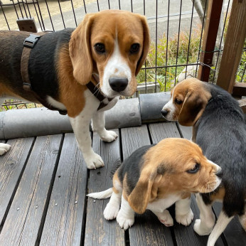 Two-Awesome Pure fajta, egészséges beagle kölykök új otthont keresnek.