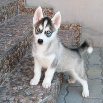 Husky kölykök