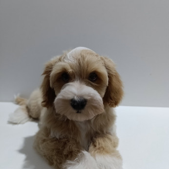 Havanese Bichon kiskutyák