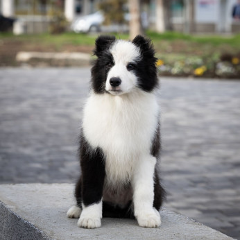 Border Collie kölykök