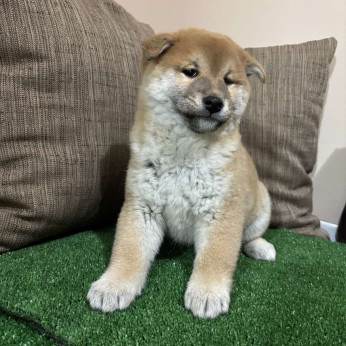 Champion származású Shiba inu kölykök